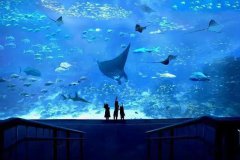 海洋館水質(zhì)處理解決方案，為海洋館帶來更加潔凈健康的水質(zhì)!