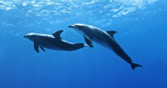 水族館水質(zhì)處理需要哪些設(shè)備？