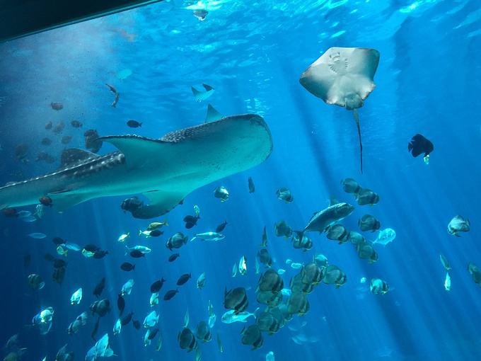 石英砂能不能當(dāng)水族館過濾材料？
